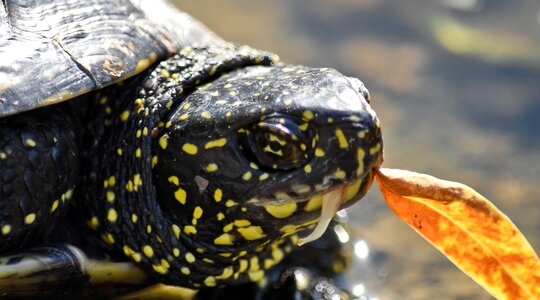 Eating reptile turtle photo