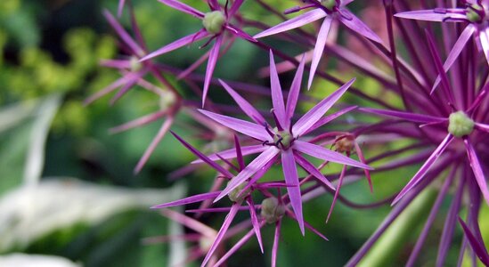 Part of the flower plant flower photo