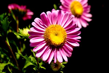 Beautiful Flowers beautiful image beautiful photo