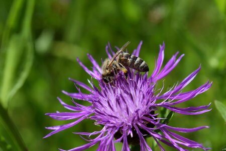 Animal arthropod beautiful flowers
