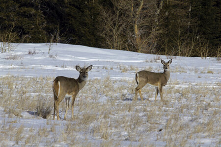 White-tailed deer in snow photo