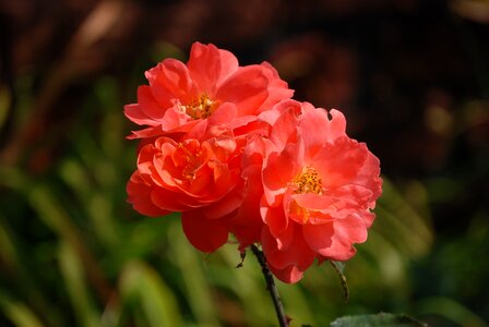 Bloom blossom petals photo