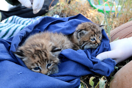 Baby Bobcats wrapped in blue blanket