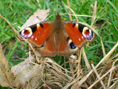 Butterfly animal insect