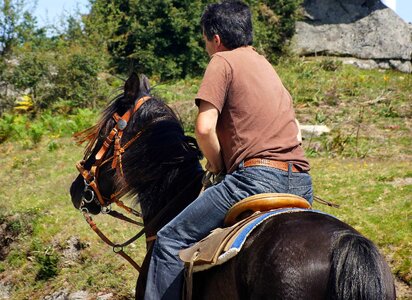 Animal beautiful cavalry