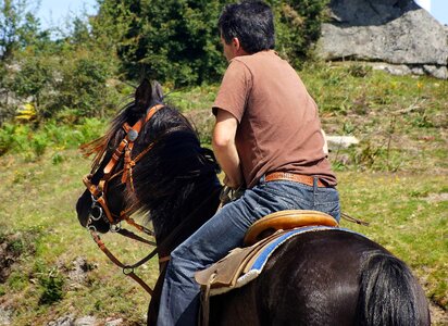 Animal beautiful cavalry photo