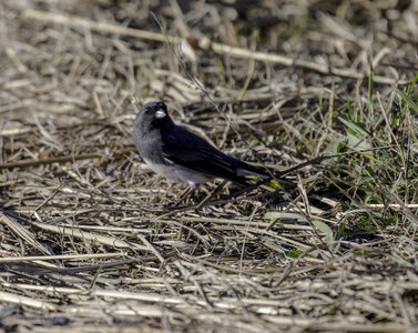 Small Bird standing on the ground at Crex Meadows