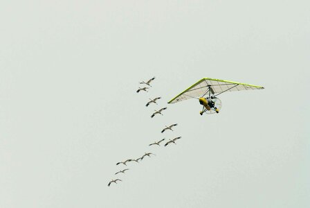 Bird flight hang