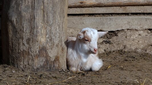 Mammals farm horns photo