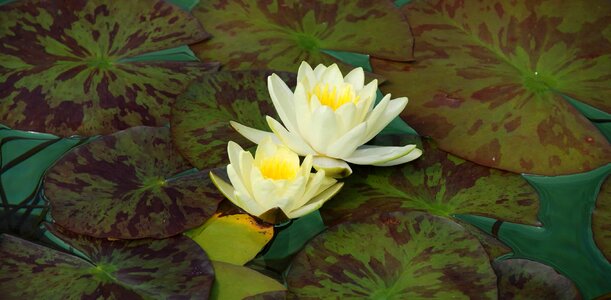 Aquatic beautiful beautiful flowers