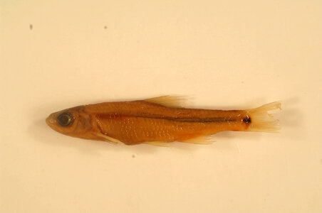 Notropis hudsonius