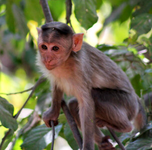 Monkey Sitting On Branch photo
