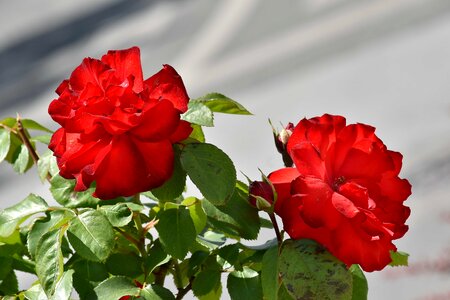 Beautiful Flowers flower bud flower garden photo