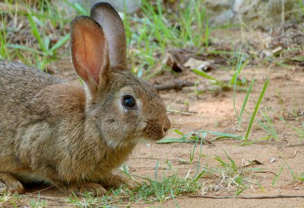 Easter pet hare