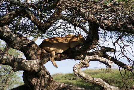 Lion sleep africa photo