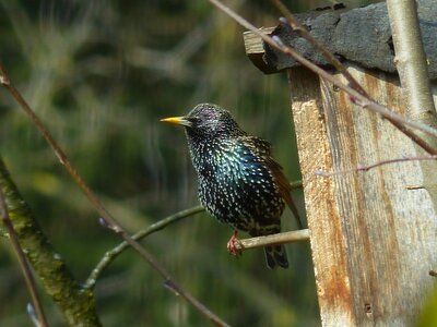 Nesting box black spotted photo