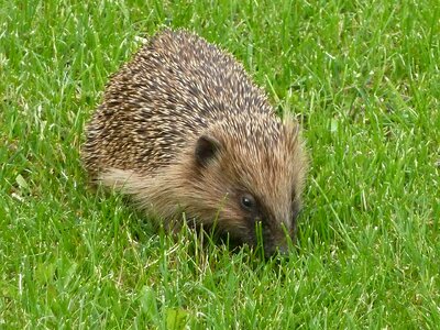 Hedgehog nature rush