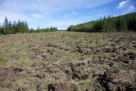 Red spruce restoration