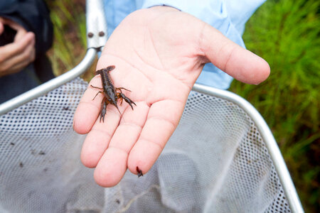Close-up of a Panama City crayfish-5