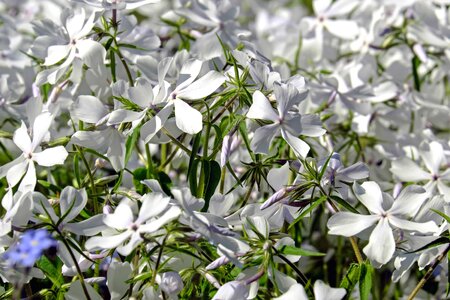 Beautiful Flowers blooming blossom