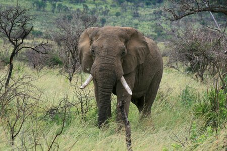 Majestic broken tusk