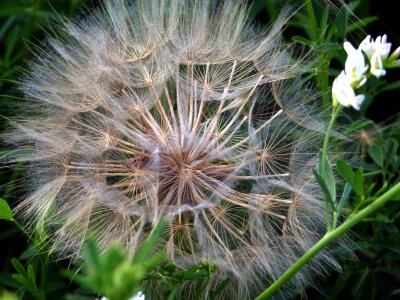 Plant flower nature