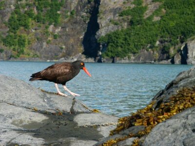Bird black Haematopus bachmani