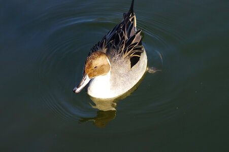 12 Ducka drake