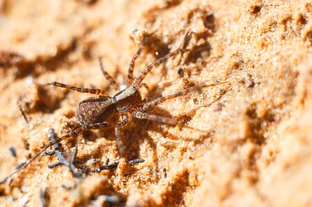 Living nature arachnophobia insectivora