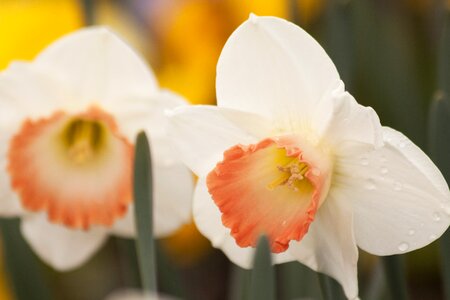 Daffodil easter flowers photo