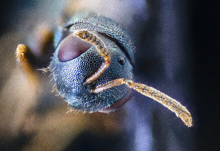 small wasp head