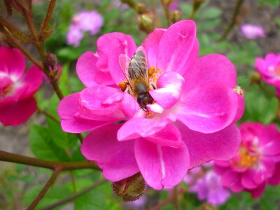 Flower honeybee insect