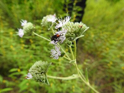 Lovebug on flower
