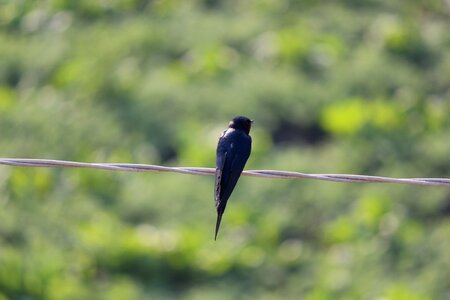 Bird fly wings photo