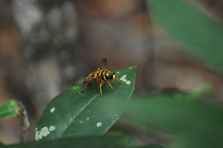 American hover fly sitting on a leaf