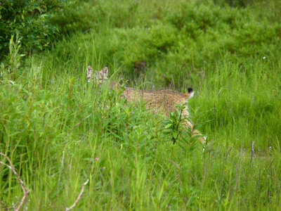 Elusive Lynx