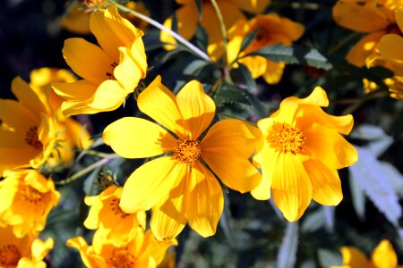 Blossom floral petal
