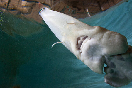 Pallid sturgeon-2 photo