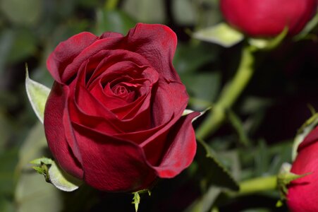 Glamour romantic nature