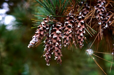 Branch branches conifer