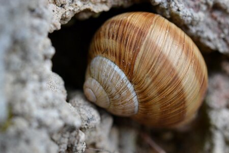 Shell nature snail shell