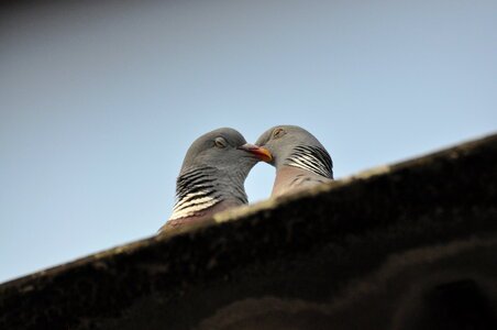 Kissing pidgeons No.1 photo
