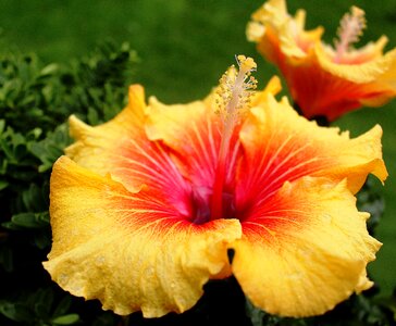 Pistil yellow red