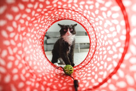 Cute domestic animal