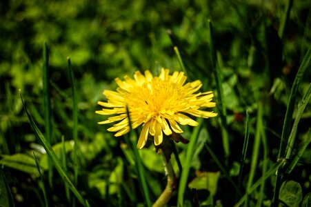 Sonchus oleraceus blooming flowers