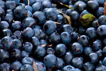 Agriculture antioxidant berry photo