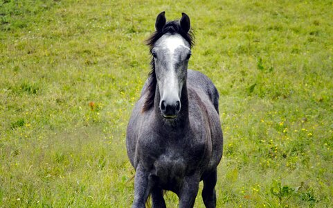 Summer meadow animals riding horse