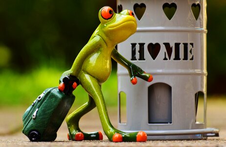 Frog cute decoration