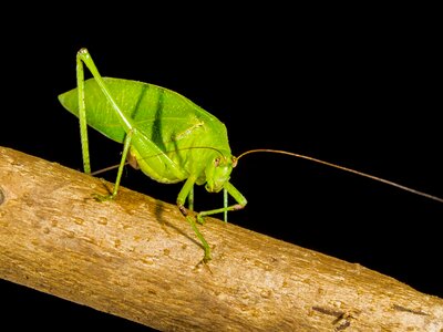 Grasshopper close up green photo