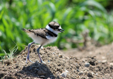 Kildeer chick photo